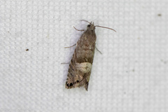 Sereda tautana