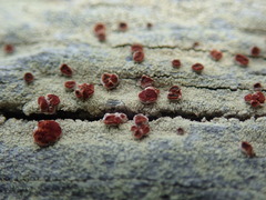 Ophioparma rubricosa