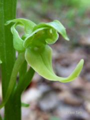 Platanthera hookeri