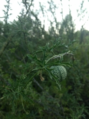 Cucurbitella asperata