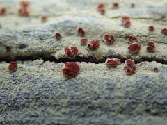 Ophioparma rubricosa