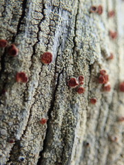 Ophioparma rubricosa