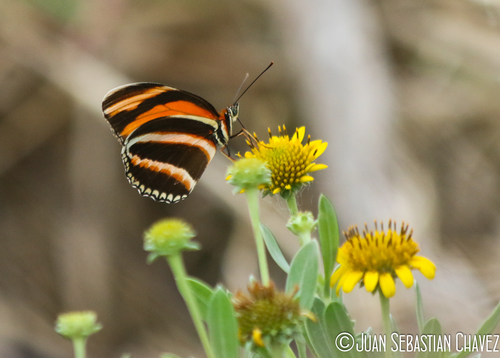 Banded Orange Heliconian photo 3