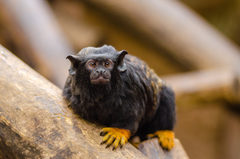 Red-Handed Tamarin photo 2