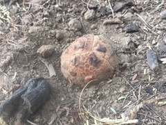 Prosopanche americana