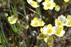 Hesperomecon linearis