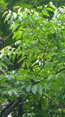 Diospyros japonica