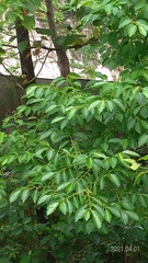 Diospyros japonica