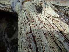 Ophioparma rubricosa