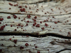 Ophioparma rubricosa