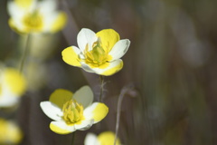 Hesperomecon linearis