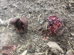 Prosopanche americana