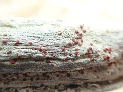 Ophioparma rubricosa