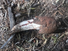 Prosopanche americana