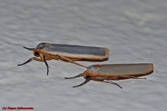 Birketsmithiola sanguicosta