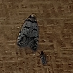 Scatochresis episema