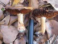 Cortinarius aureifolius