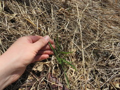 Nothocalais cuspidata