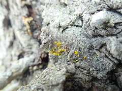 Chrysothrix granulosa