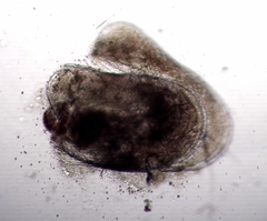 Cyprididae