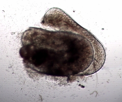 Cyprididae