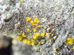 Chrysothrix granulosa