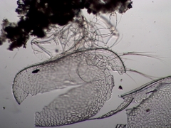 Cyprididae