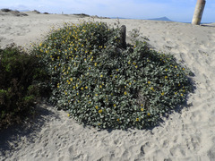 Helianthus niveus