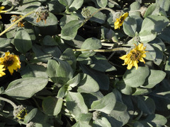 Helianthus niveus