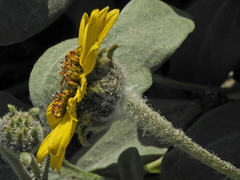 Helianthus niveus