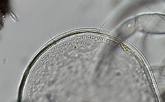 Cyprididae