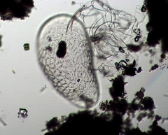 Cyprididae