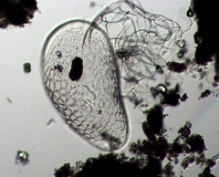 Cyprididae