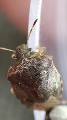 Cosmopepla intergressa