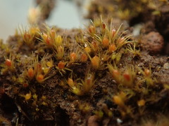 Pleuridium acuminatum