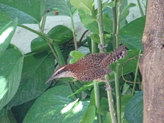 Campylorhynchus rufinucha