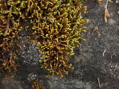 Racomitrium ryszardii