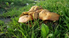 Fungi