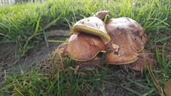 Fungi