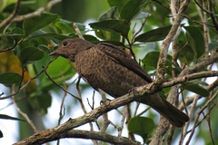 Cotinga cayana
