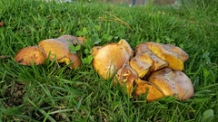 Fungi