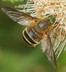 Esenbeckia incisuralis