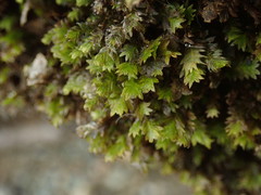 Fissidens osmundioides