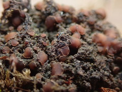 Protopannaria pezizoides