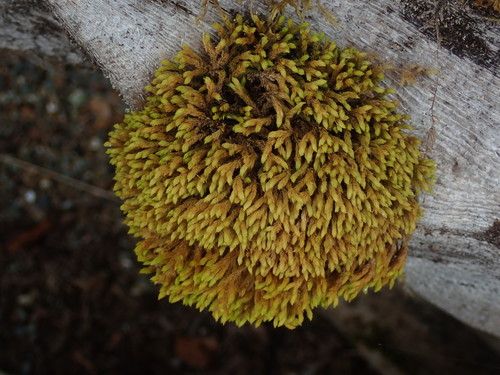 Ryszard's Racomitrium Moss (Racomitrium ryszardii)