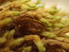 Racomitrium ryszardii