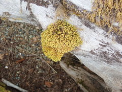 Racomitrium ryszardii