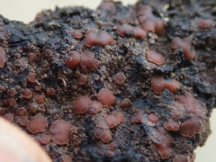 Protopannaria pezizoides