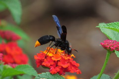 Synagris analis