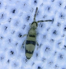Entomobrya triangularis